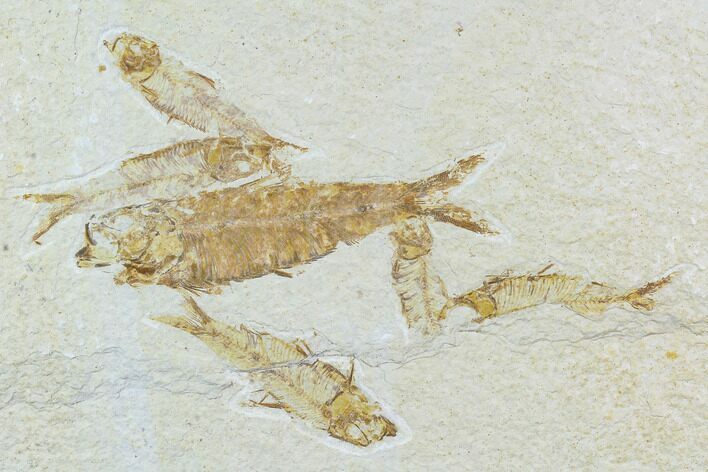 Six Knightia Fossil Fish - Wyoming #108668
